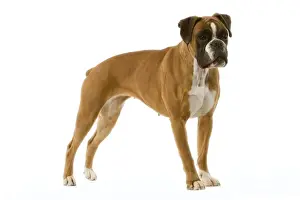 Personal Display Art Prints Drucke: Boxer - standing