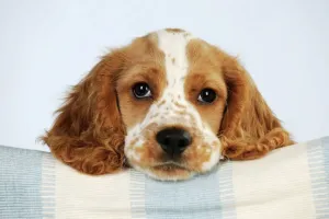 Drucke von JD-22674 Hund - Cockerspaniell John Daniels Bitte beachten Sie, dass Drucke nur für persönliche Anzeigezwecke gedacht sind und nicht reproduziert werden dürfen Schlafzimmer Drucke: Hund - Cockerspaniell