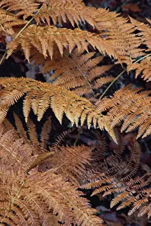 Autumn Plant Life Drucke: Bracken - Autumn patterns