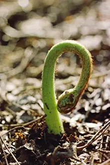Bracken Plant Drucke: Bracken - Frond emerging, May
