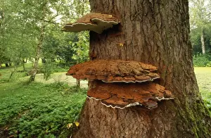 Bracket Fungus Drucke: Bracket Fungus