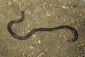 Wildlife Reptiles Drucke: Brahminy Blind Snake