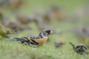 Finch Wildlife Photography Drucke: Brambling - on ground