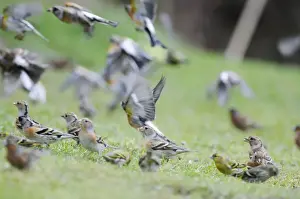 Garden Wildlife Photos Drucke: Brambling - on ground and in flight