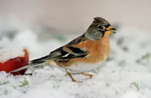 Johan De Meester Art Drucke: Brambling in snow