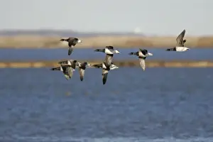 Jim Zipp Wildlife Photography Drucke: Brant Geese