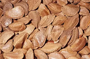 South American Nuts Drucke: Brazil Nuts - in shell Native to Anazon River Basin