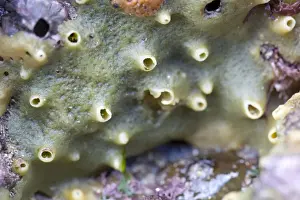 Drucke von Halichondria panicea David Chapman, DAC-594, aus England (Cornwall), Vereinigtes Königreich Schwämme Drucke: Zweigspatel England Kornwall