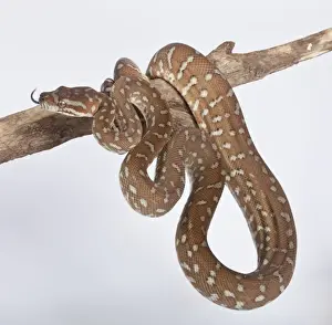 Reptile Photography Australia Drucke: Bredl Python - Australia