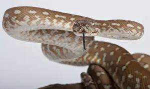 Bredl-Python-Postur, Intimidationshaltung, Australien