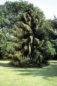 Evergreen Trees Drucke: Brewer Spruce
