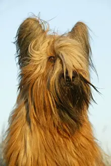 Jean Michel Labat Photographer Drucke: Briard
