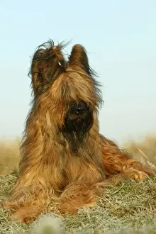 Jean Michel Labat Artist Drucke: Briard Dog