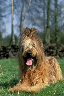 Deutscher Wollhund - liegend
