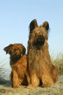 Dog Photography Prints Drucke: Briard Dogs