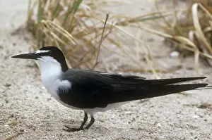 Personal Use Prints Only Drucke: Bridled Tern