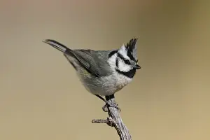 Nature Wall Art Prints Drucke: Bridled Titmouse
