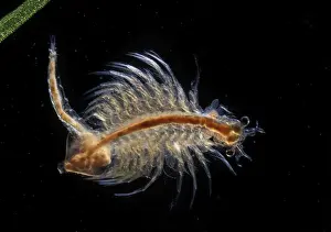 Bilder Datiert 11. Mai 2007: Brine Shrimp
