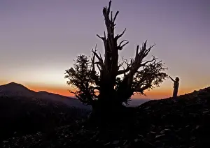 Sunset Mountain Landscape Drucke: Bristlecone Pine Trees - at c. 11