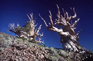 Ancient Trees Drucke: BRISTLECONE PINES