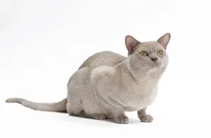 White Background Cat Photos Drucke: British Burmese Cat - in studio