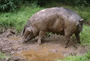 John Daniels Artwork Drucke: British Saddleback Pig