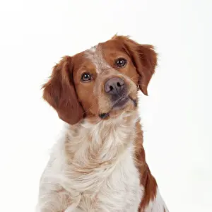 John Daniels Photography Drucke: Brittany Dog