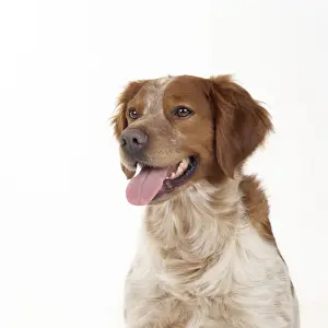 Britannische Hundesorte