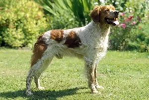 Britannische Hundesorte