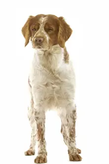 Dog Prints For Sale Drucke: Brittany Spaniel