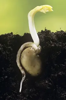 Broad Bean - showing root