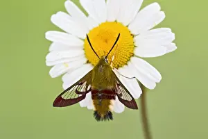 Insect Photography Tips Drucke: Broad-bordered Bee Hawkmoth - on flower 13248