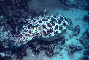 Sepia Latimanus Drucke: Broadclub Cuttlefish - This cuttlefish changes colour and shape constantly