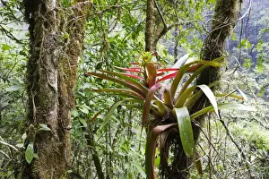 Venezuela Wildlife Photos Drucke: bromeliacee. Venezuela
