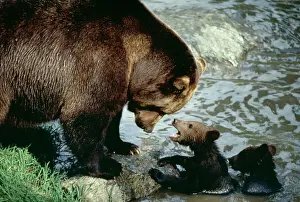 Wildlife Photography Prints Drucke: Brown Bear With cubs