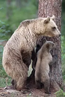 Braunbär - Mit Jungem am Stamm des Baumes