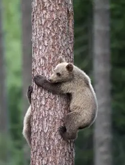 John Daniels Photos Drucke: Brown Bear - Young clinging on to tree