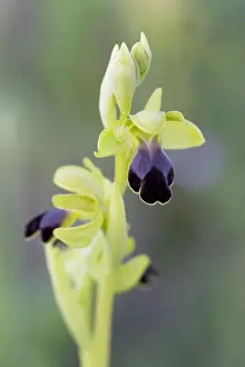 Soft Focus Flowers Drucke: Brown Bee Orchid