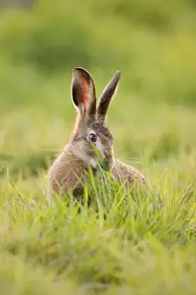 Wildlife Wall Art For Home Drucke: Brown Hare Feeding on Grass