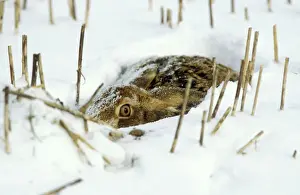 Brauner Hasen im Schnee