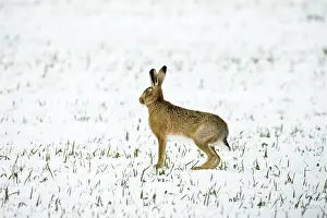 Drucke von Braunhafer im Schnee Oxfordshire, Großbritannien Februar Lepus capensis von George Reszeter Beachten Sie bitte Muridae Drucke: Brauner Hasen im Schnee, Oxfordshire (Oxon), Vereinigtes Königreich, Februar