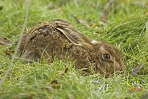 European Hare Species Drucke: Brown Hare - UK