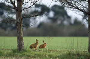 Brown Hare Pictures Drucke: Brown Hare - x2