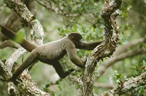 South American Monkeys Drucke: Brown Headed Wooly Monkey - in canopy, North West Amazon, Brazil
