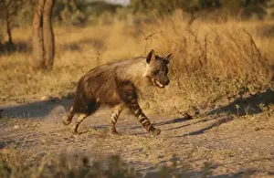Southern African Wildlife Drucke: Brown Hyena
