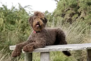 Home Decor With Dogs Drucke: Brown labradoodle laying on table