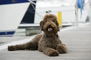 Brown Dog Breeds Drucke: Brown labradoodle lying at dock