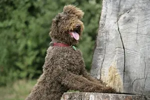 John Daniels Wildlife Photography Drucke: Brown labradoodle with front paws on tree stump