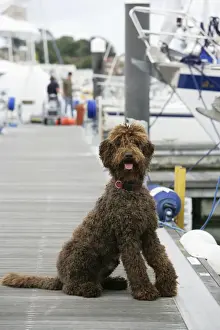 Personal Use Prints Only Drucke: Brown labradoodle sitting at dock