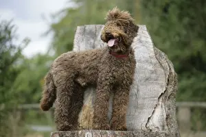 Personalized Home Decor Drucke: Brown labradoodle standing on tree stump